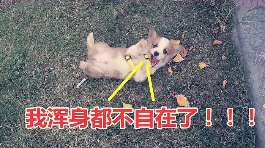 第一次给狗狗套上狗链子,狗狗不自在地满地打滚,想挣脱这个束缚