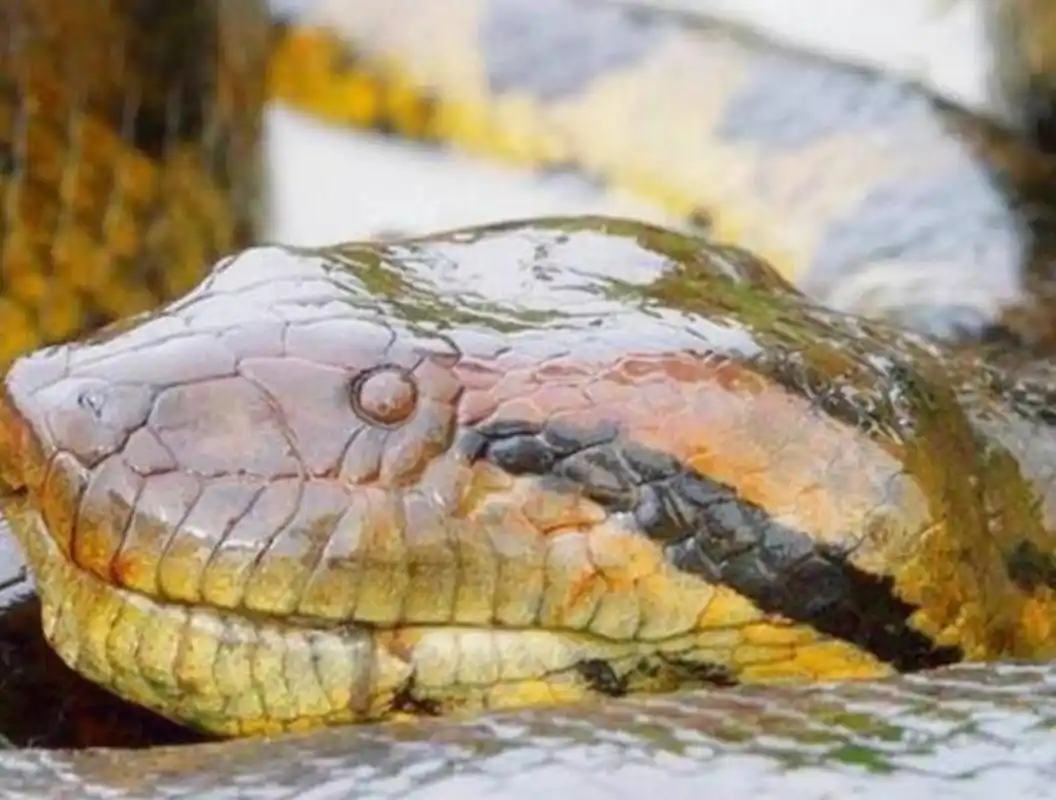 盘点世界上"最可怕"的9种蛇,遇见了马上跑,不知道的快看?