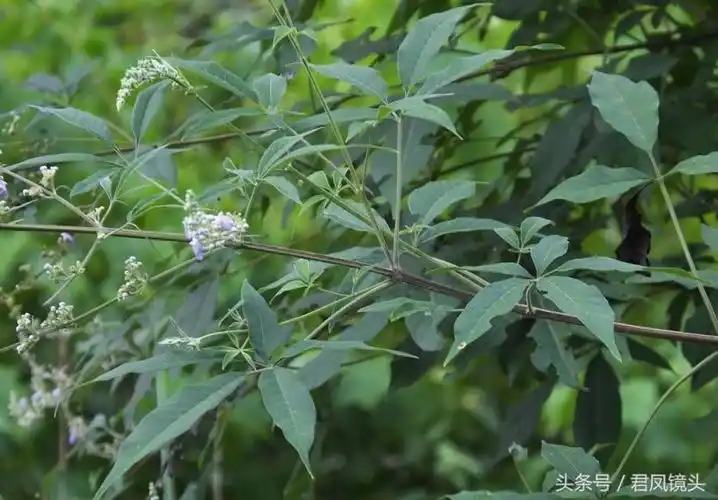 七叶黄荆总结:以上内容就是对于负荆请罪出自哪本书,负荆请罪出自哪本