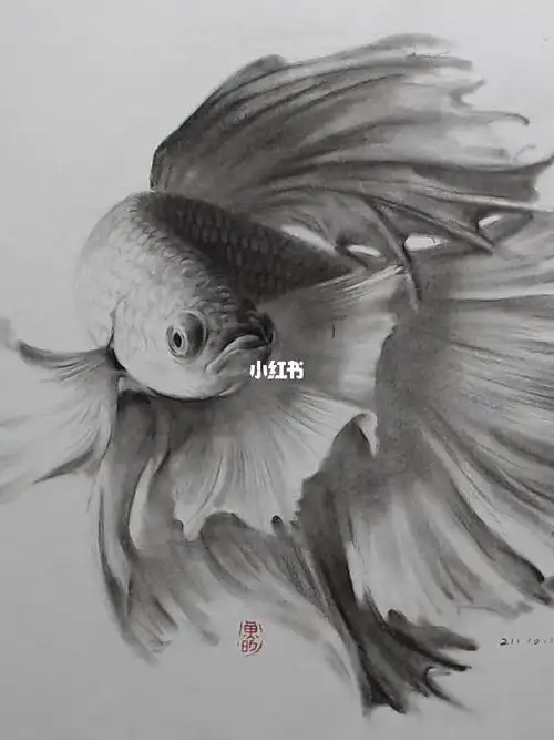 素描课堂实例斗鱼