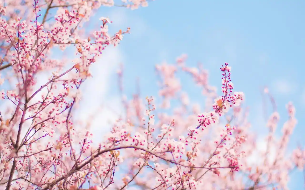 洁净绚烂的樱花摄影高清壁纸