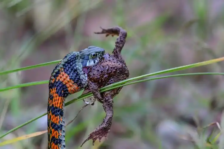 虎斑颈槽蛇(鸡冠蛇)
