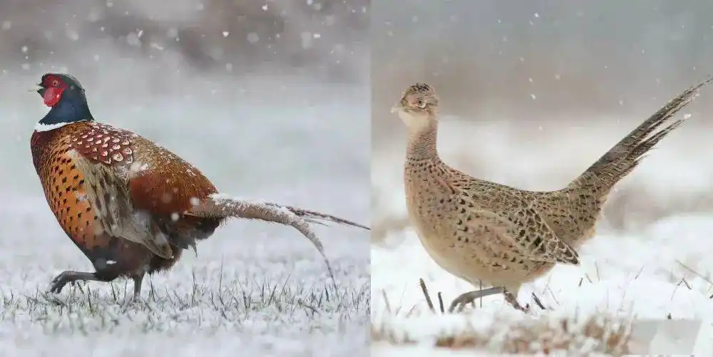 雉鸡生活在海底2000米深的鮟鱇鱼,俗称琵琶鱼,长相不仅令人毛骨悚然