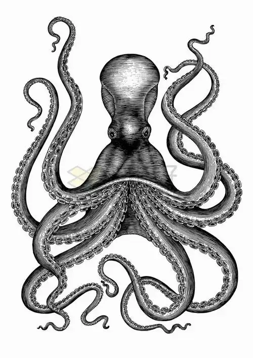 章鱼黑色手绘素描插画png图片免抠矢量素材