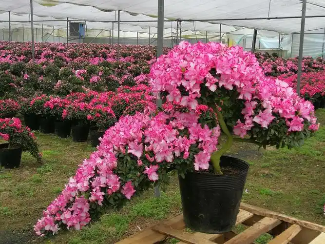 阳台室内植物盆栽养老招财进宝造型比利时杜鹃花盆景花卉