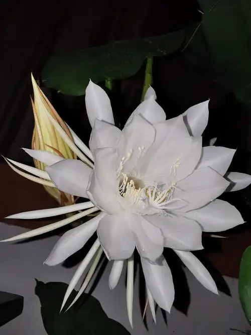 昙花又要开了,但愿这次的两个骨朵能顺利绽放!2020.9.24日