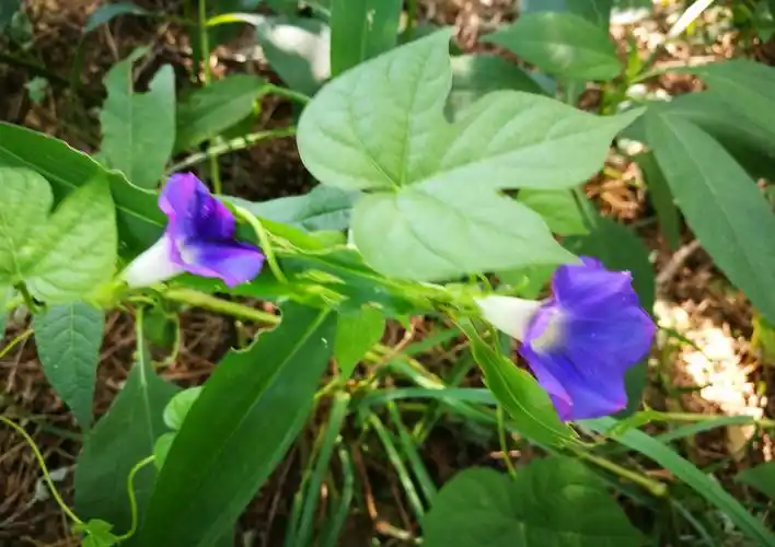 我拍花开之牵牛花篇~~叶细枝柔独立难~谁人抬起傍阑干~~一朝引上檐楹