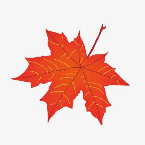 加拿大枫叶树简笔画