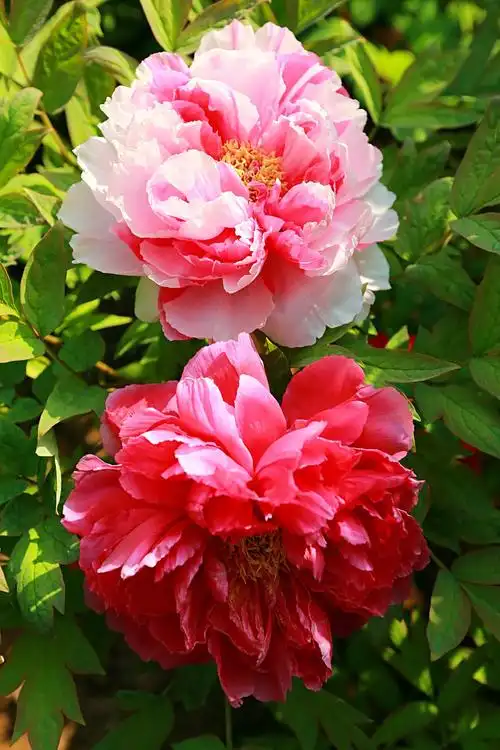 人间四月天 洛阳看牡丹