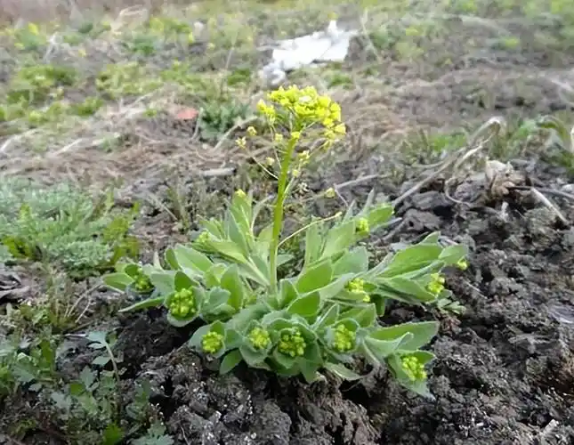 只是长出来的茎叶相似,它的功效丰富,在农村的用途广,名字叫做"葶苈"