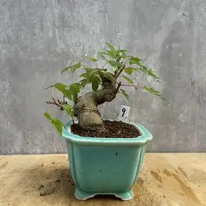 00阿毛手机淘宝三角枫盆景 天然原生小叶红芽 日本唐枫  成品熟桩