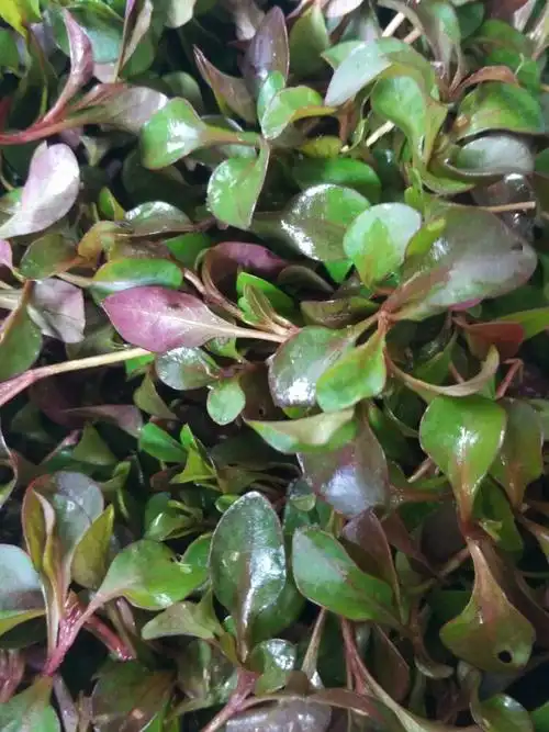 八方精品私房菜～素材篇～天然有机野菜系列,提前预订电话13192830831