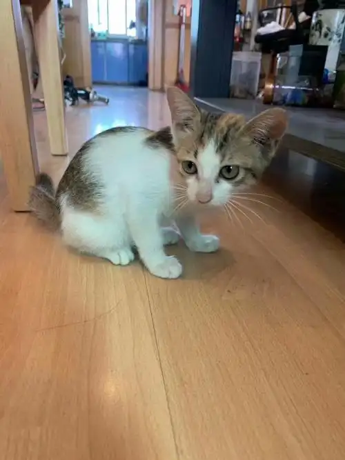 【领养】四个月大的小母猫