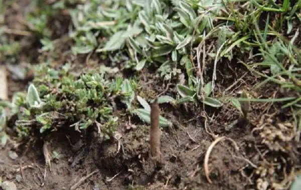 人工养殖冬虫夏草的方法 - 农业种植网