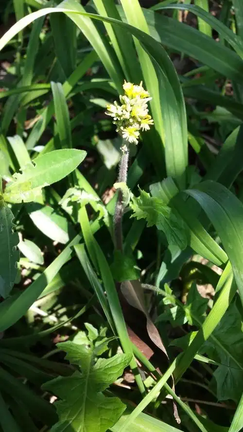 请问黄色花是什么?