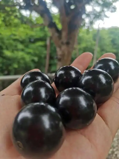 江门三点三精彩之旅2024开平嘉宝果采摘旅游文化节