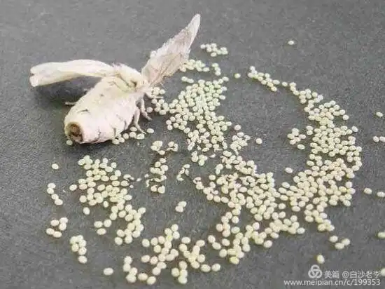 蚕蛾正在产卵,产完卵它就会死去,这种爱应该是最伟大的吧!