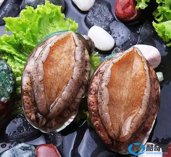 世界上最贵的十大鲍鱼品种排名:第一称之为"鲍中之王",皱纹盘鲍上榜