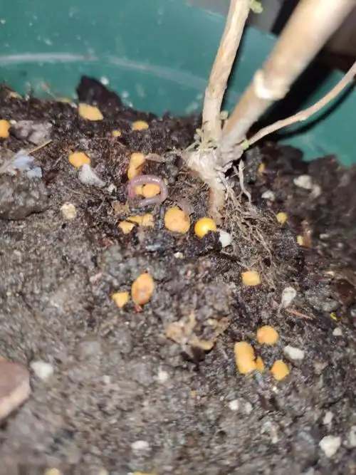 花盆里的虫子,红红的,软软的,导致我的绣球都萎掉了,用了护花神以后逃