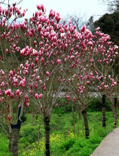 璧山万木源春色