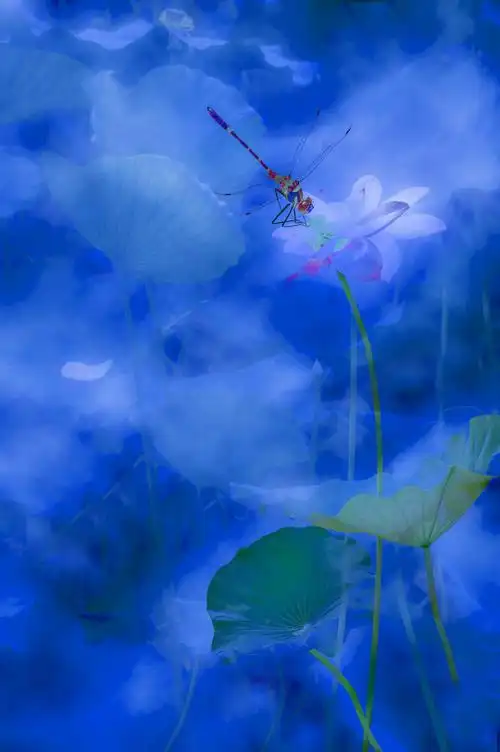 荷风莲韵谱新曲——任明皑荷花摄影作品专题展