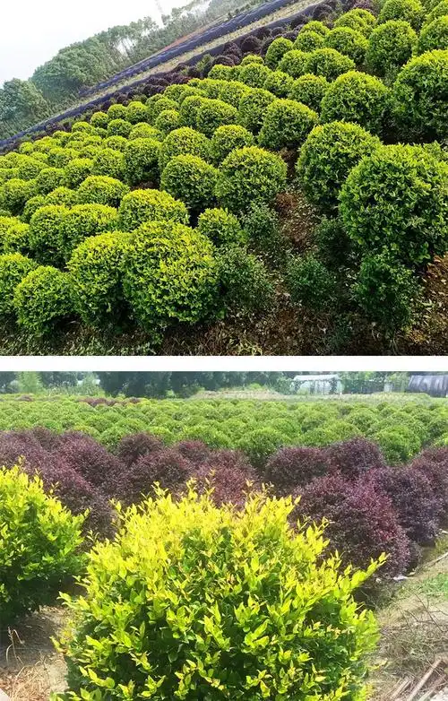 金森女贞球金叶女贞树苗庭院园林绿化工程木室外亮晶四季常青植物