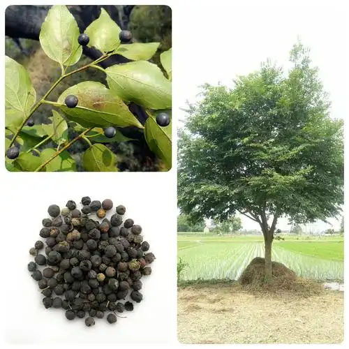 林木种子朴树种子小叶朴树种子黑弹朴种籽黑弹树种子四季庭院种植