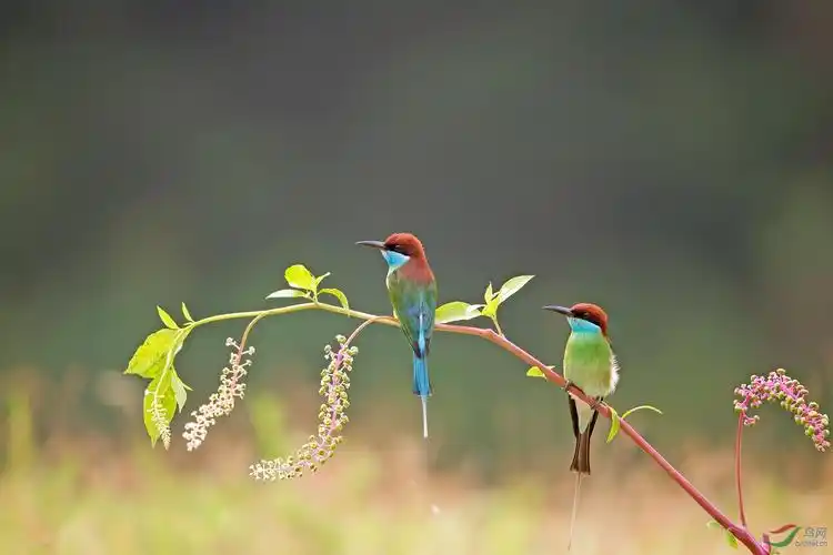 树上的鸟儿成双对蓝喉蜂虎获首页会员鸟类精华