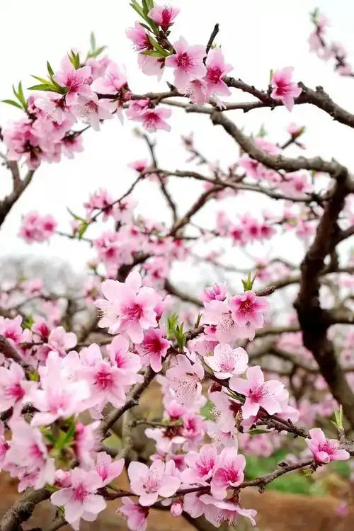 桃花烂漫   春色正好  满山的一片粉  看得人微醉