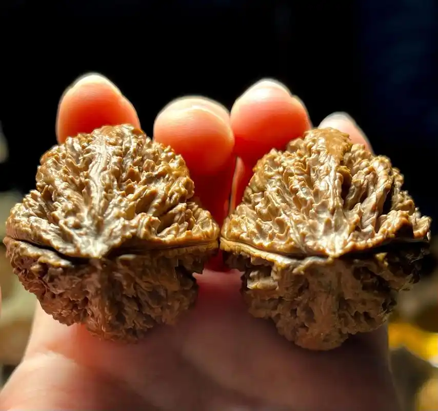 核桃秋子东北野生楸子老树蚂蚁塔