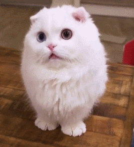 282_309gif 动态图 动图