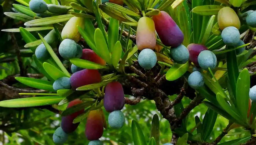 罗汉松的果实,真的就如罗汉打坐.