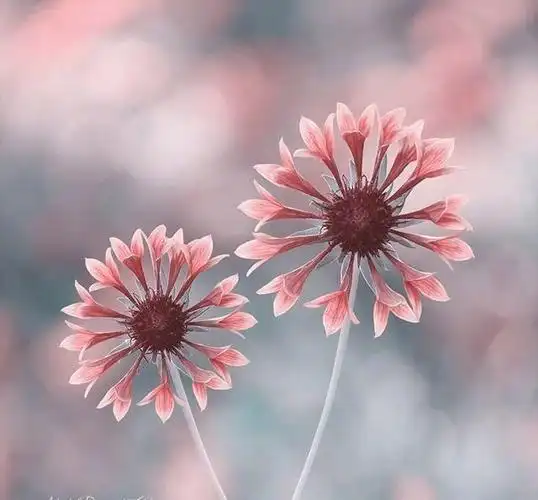 干净走心的句子,唯美精致,入眼即醉!