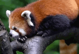 有没有小熊猫的表情包