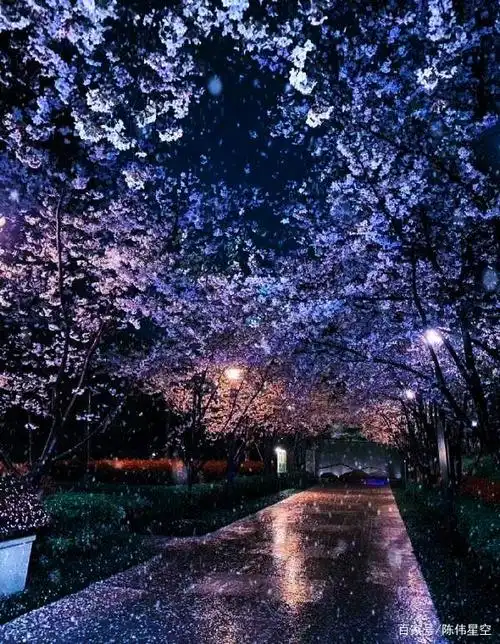 陈伟星空:坚强春天的武大樱花