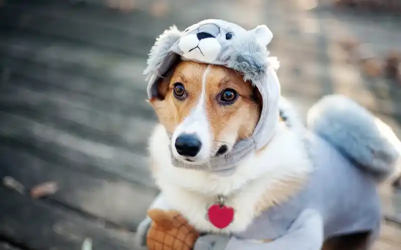 这就是秀一下自己的宠物,当然这是很正常的,毕竟自家狗狗那么可爱,有