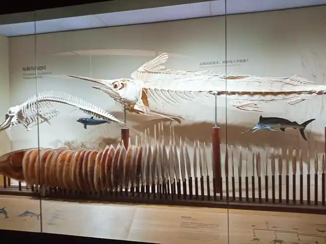 鲨鱼骨 感觉和咸鱼差不多哈