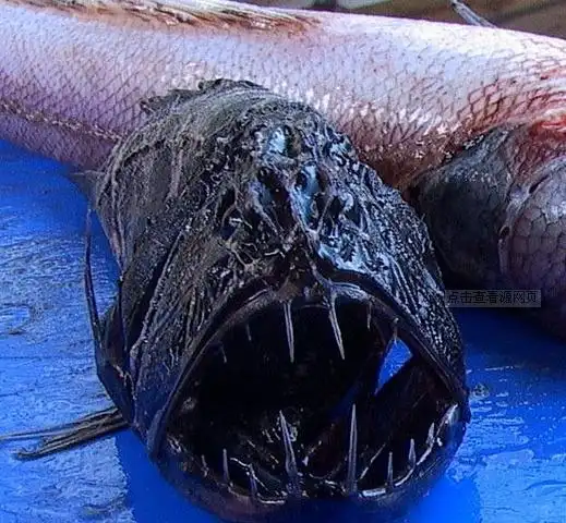 安康鱼,通过自身发光来吸引猎物,从而捕食,满嘴尖牙异常恐怖.