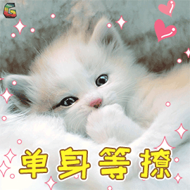 萌宠gif猫gif猫咪gif单身等撩gif撩gif光棍节gif光棍gif单身狗gif单身