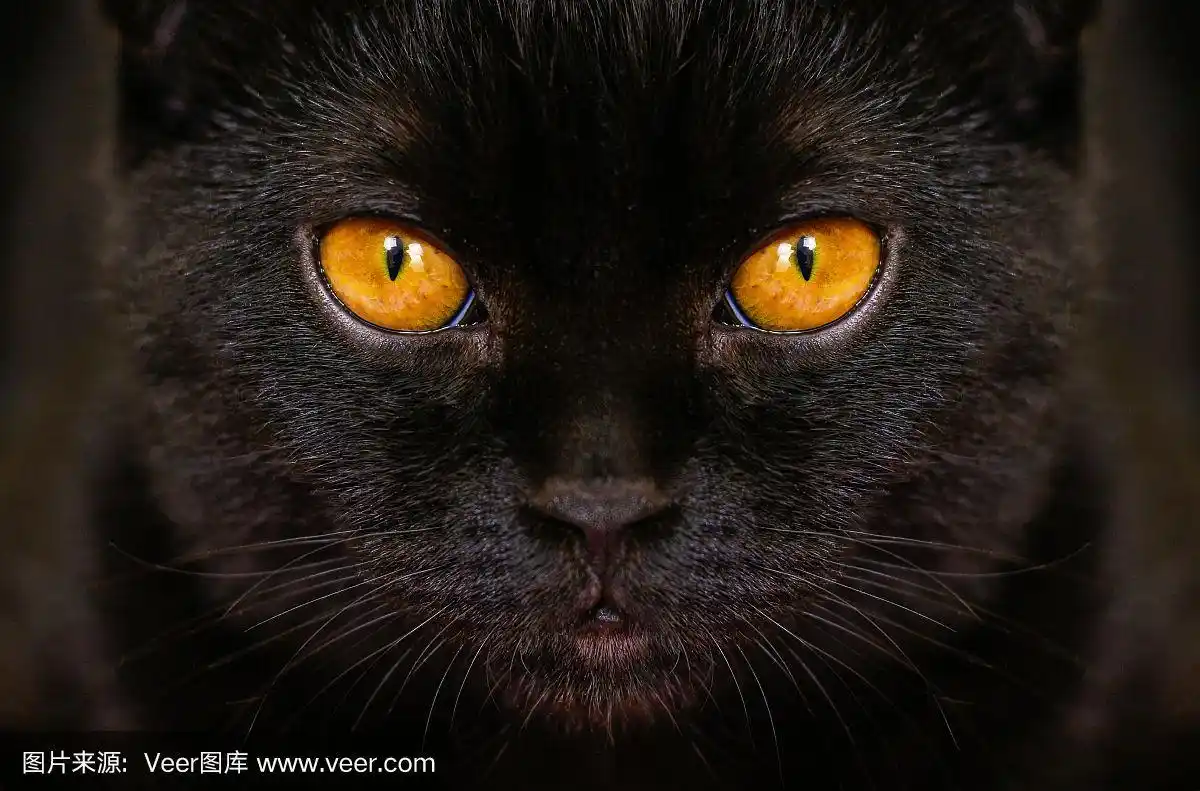 特写严肃的黑猫与黄色眼睛在黑暗.脸黑色苏格兰折猫与金色眼睛.