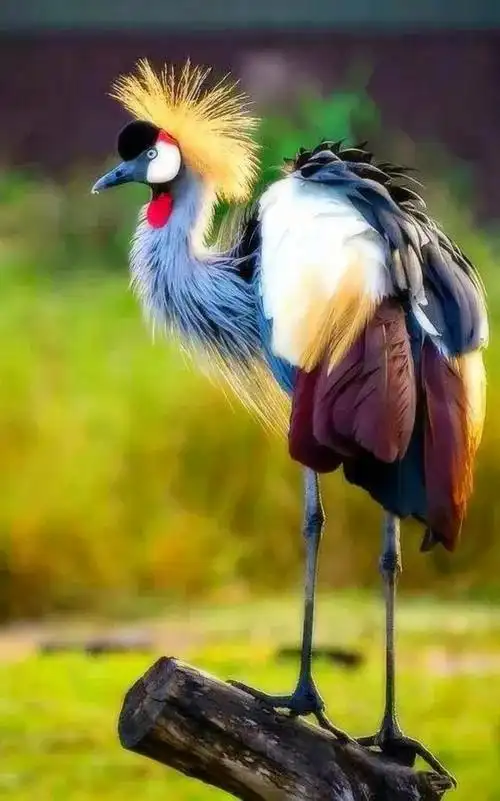 世界上最漂亮的鸟,太罕见了