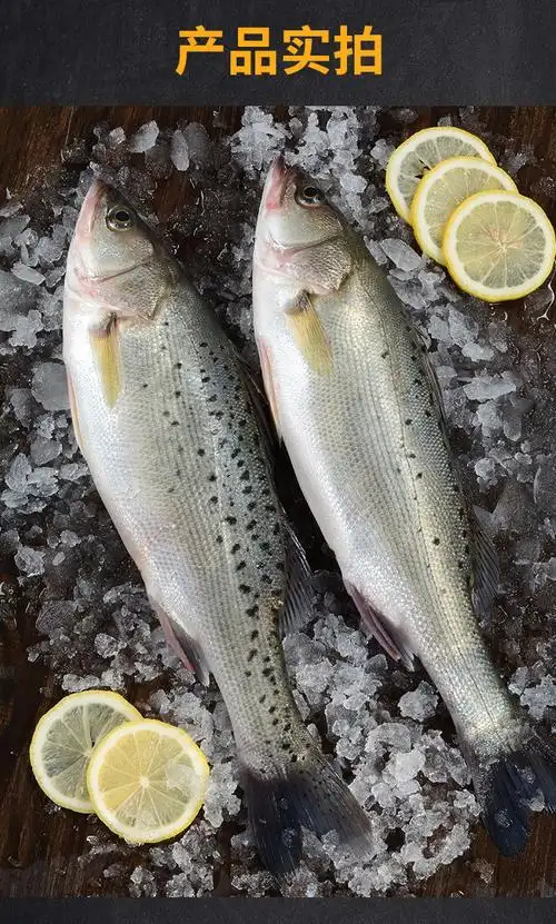 海鲈鱼新鲜鲜活速度国产海捕大鲈鱼海鲜3斤装活鱼鲜冻79选择0911斤条