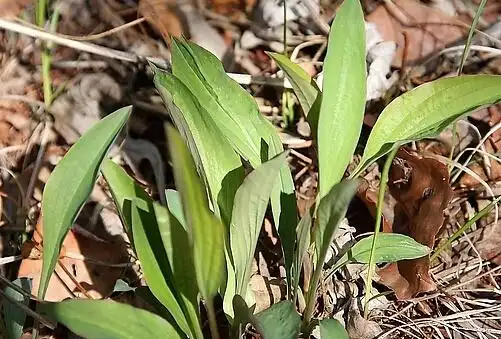 寒热往来,胸胁苦满,口苦咽干等少阳证之要药,多配黄芬等同用,如小柴胡