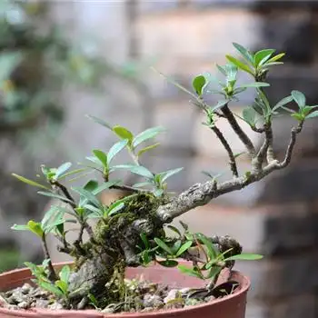 案头小品小叶栀子老桩