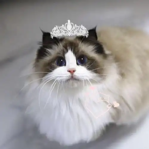 微信: kmorc2和kmor21,布偶猫繁育人