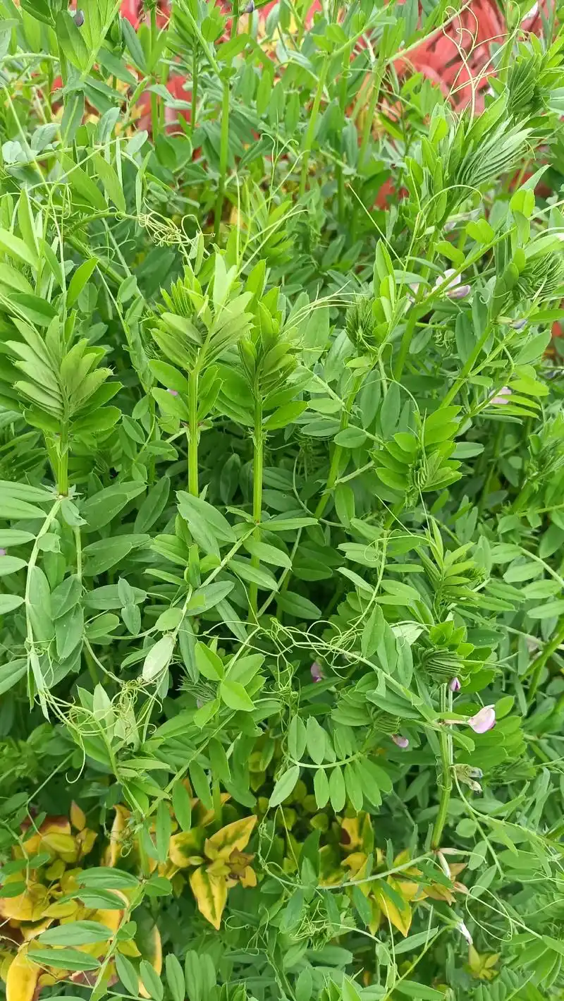 野豌豆苗特别特别的嫩