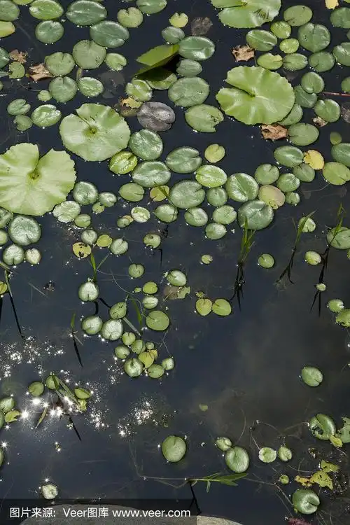 荷叶在池塘俯视图
