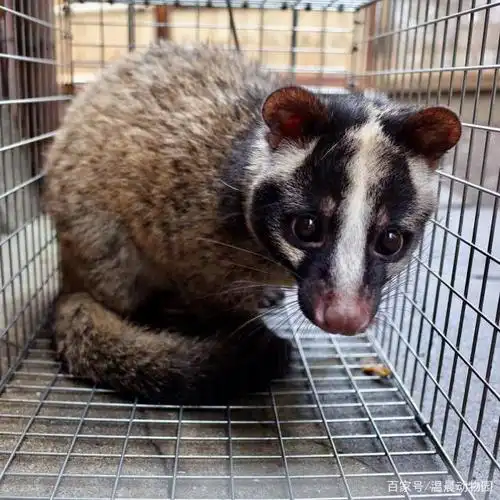 当年闹得沸沸扬扬臭名昭著的果子狸,如今在野外过着怎样的生活?