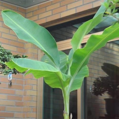 云南芭蕉树 耐寒 大型庭院 包成活