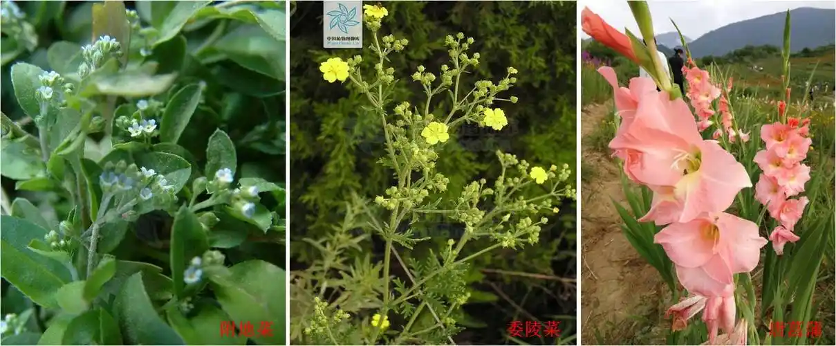 二歧聚伞花序:顶花先形成,然后其下方两侧同时发育出一对分枝,各分枝